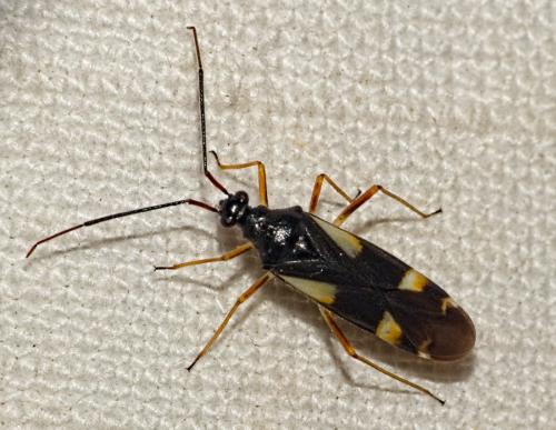Dryophilocoris flavoquadrimaculatus